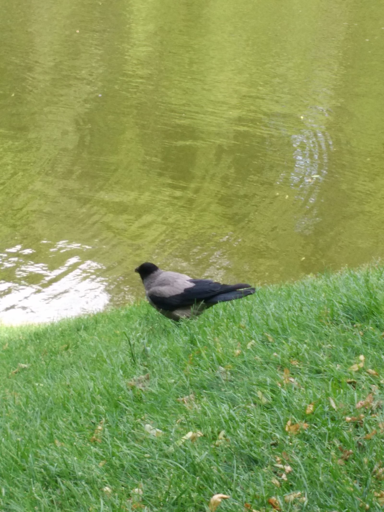 Caught red-handed) - My, Saint Petersburg, Birds, The park, Longpost, Theft