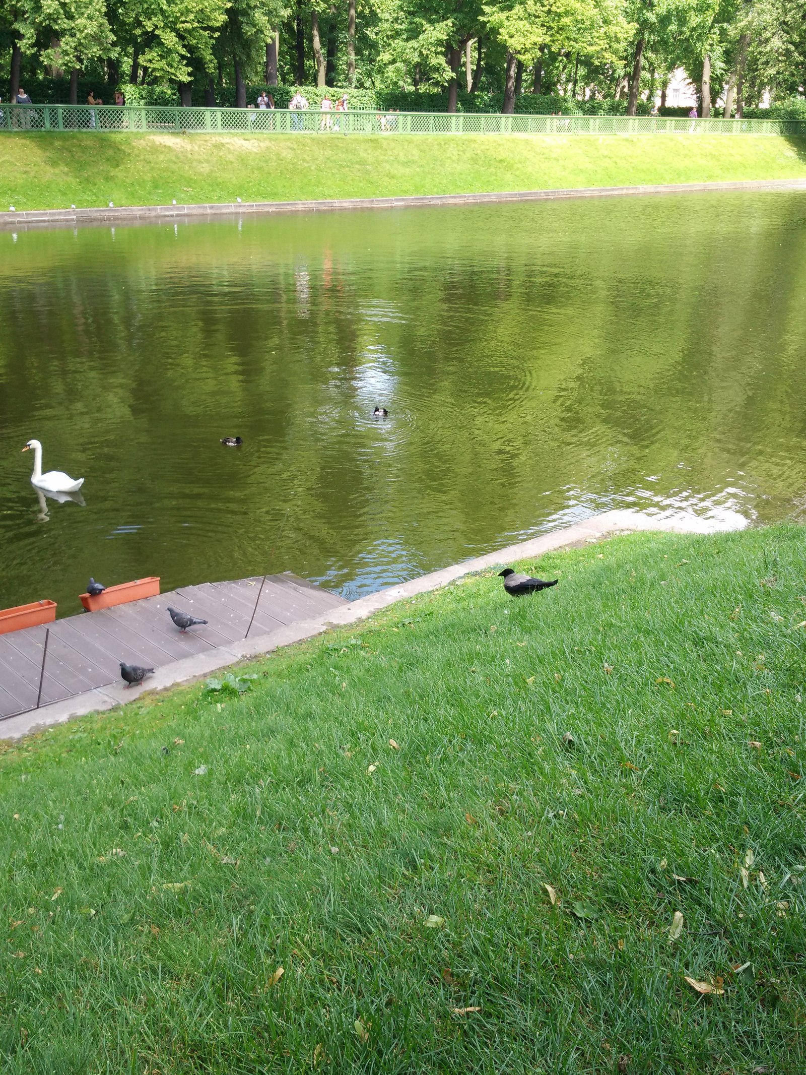 Caught red-handed) - My, Saint Petersburg, Birds, The park, Longpost, Theft