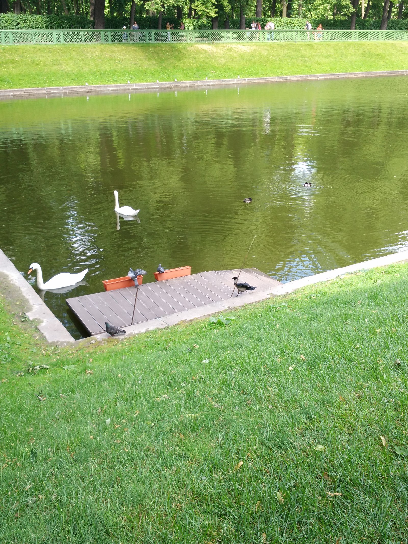 Caught red-handed) - My, Saint Petersburg, Birds, The park, Longpost, Theft