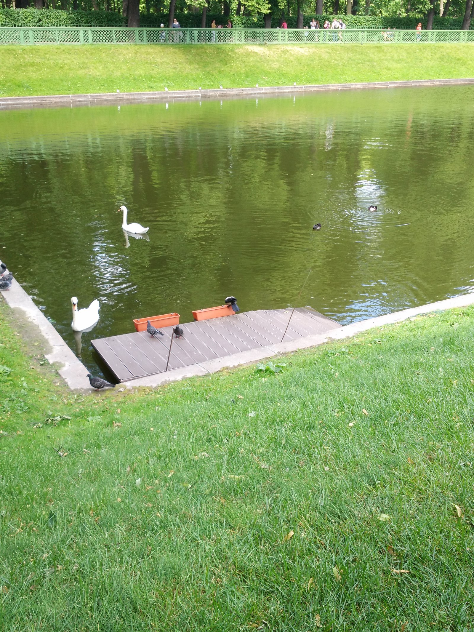 Caught red-handed) - My, Saint Petersburg, Birds, The park, Longpost, Theft