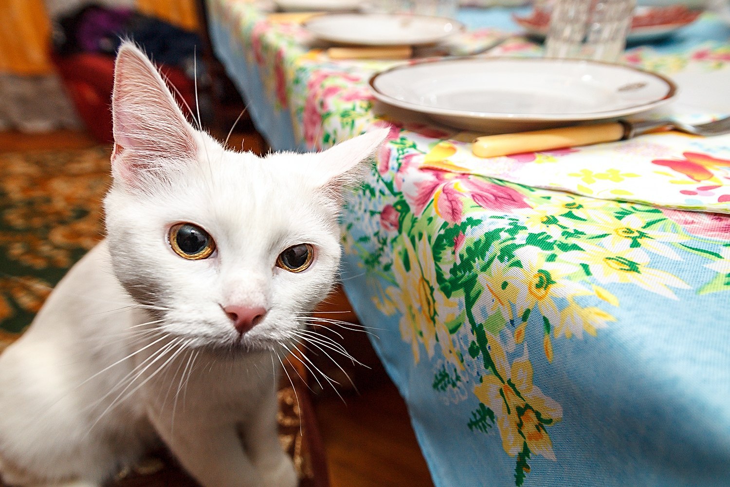 Когда забыл покормить кота. | Пикабу