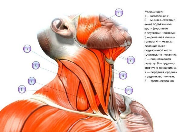Фото по запросу Анатомия мышцы шеи