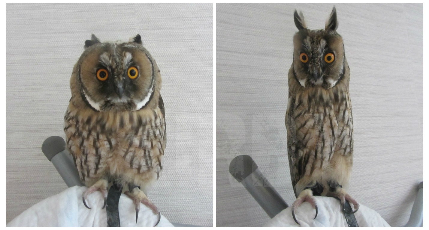 Я всего лишь взяла пылесос... | Пикабу