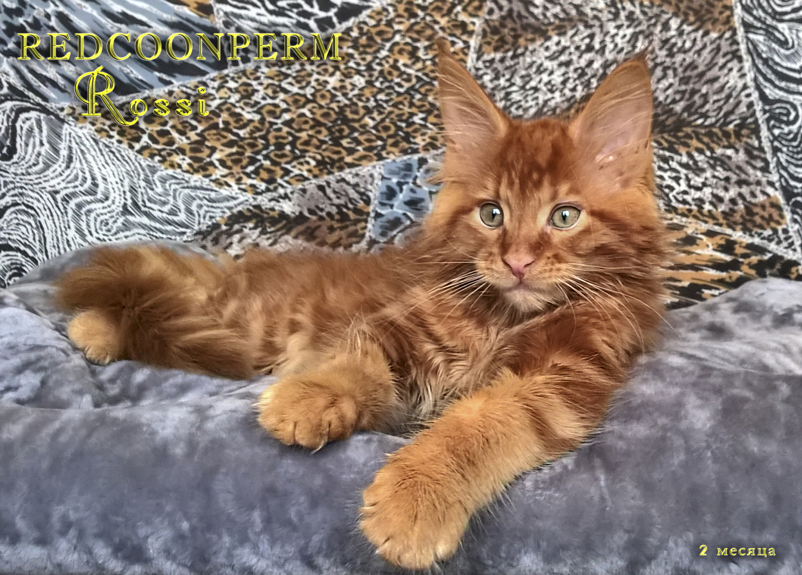 Мэйкун Купить Недорого Котенка
