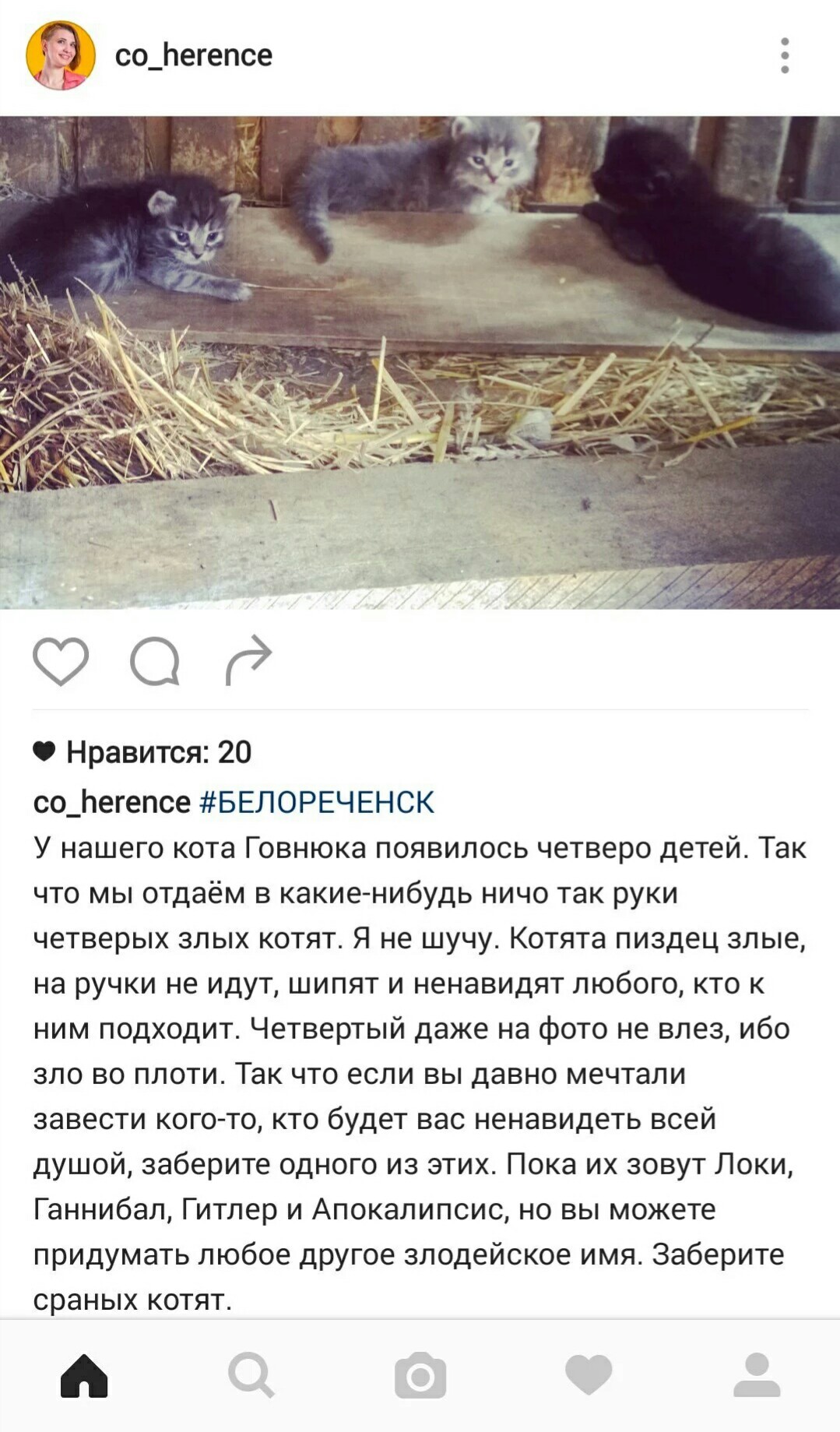 В моей ленте инстаграма лучшие объявления - Instagram, Котяка, Кот