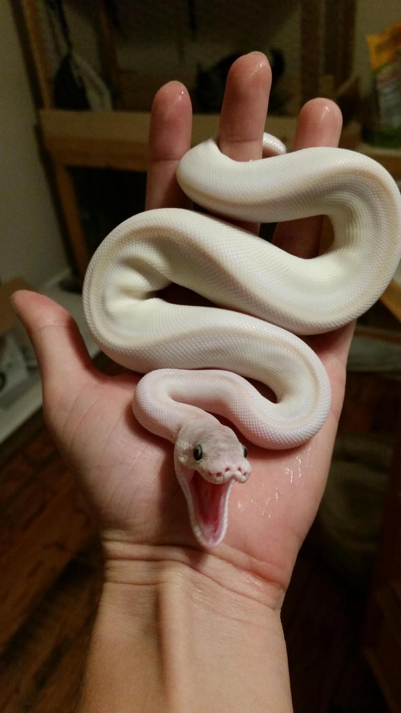 змея альбинос