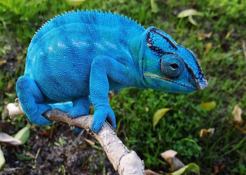 Синий пантеровый хамелеон (Furcifer pardalis) | Пикабу