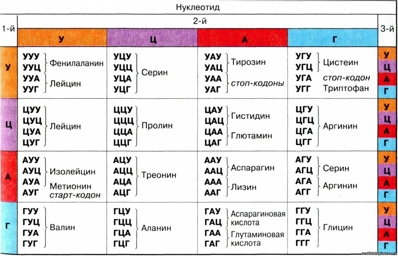 Молекулярная биология. Серия постов о работе клетки. | Пикабу