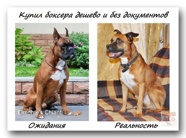 Ради чего породистых собак «друг с другом знакомят» | Кроссворды, Сканворды Ради чего породистых собак «друг с другом знакомят» | Кроссворды, Сканворды