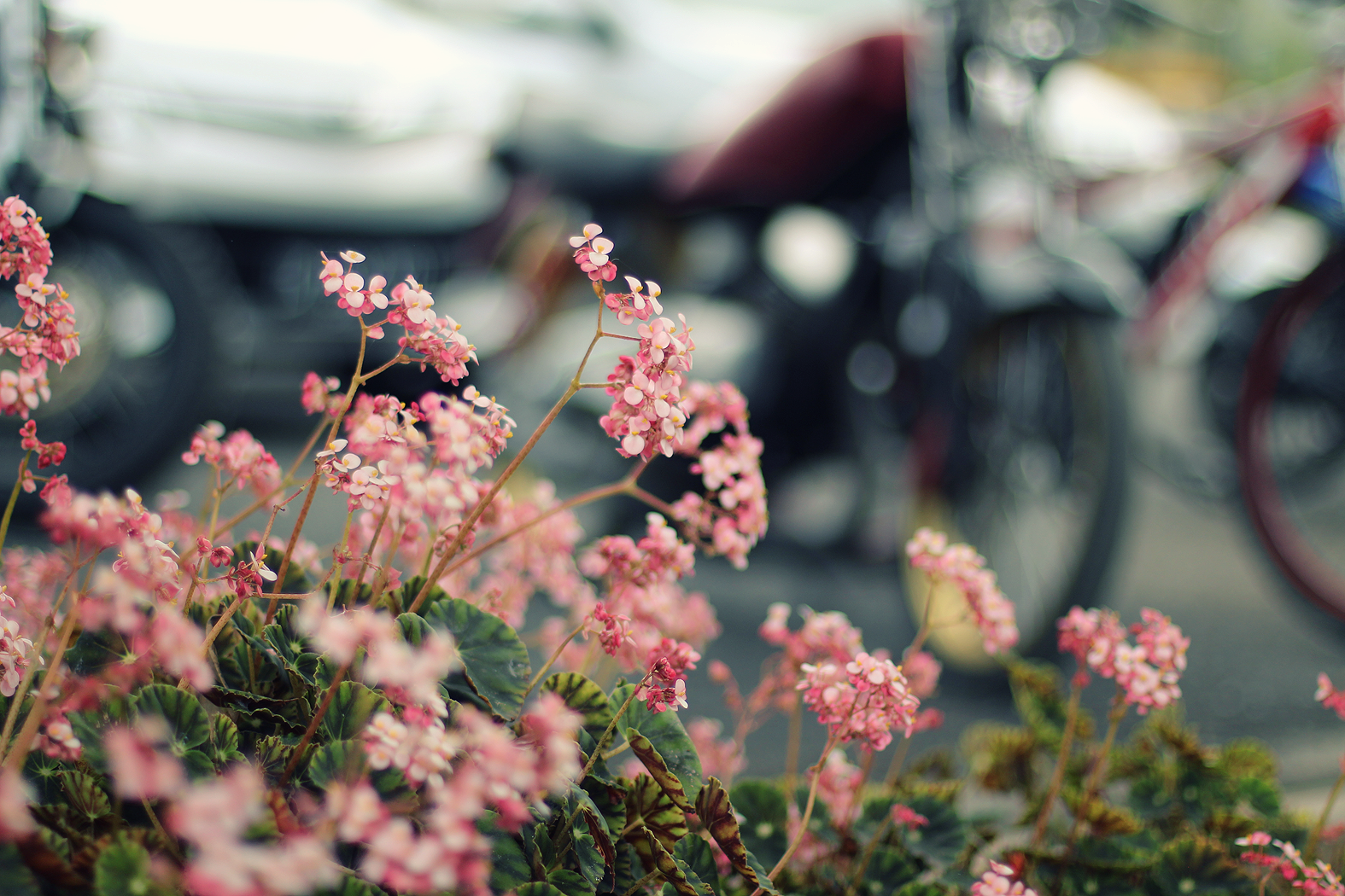 Vacation - My, The photo, Bali, Nature, Flowers, Longpost