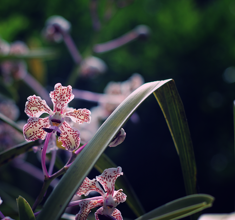 Vacation - My, The photo, Bali, Nature, Flowers, Longpost