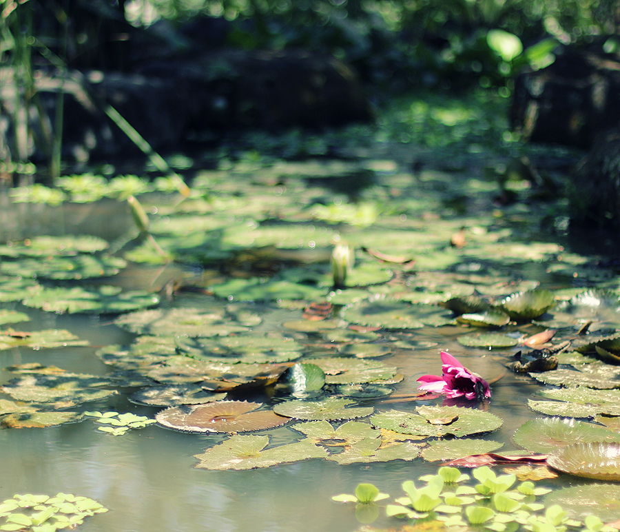 Vacation - My, The photo, Bali, Nature, Flowers, Longpost