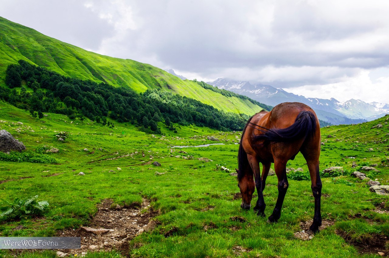 в горах как дома лошади (95) фото