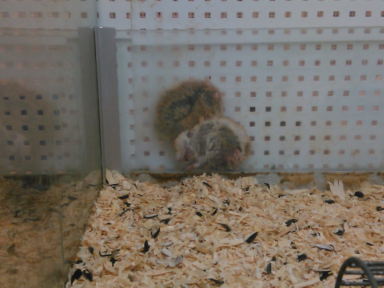 When there are very compassionate customers in the pet store) - My, Animals, Kindness, Yekaterinburg, Hamster