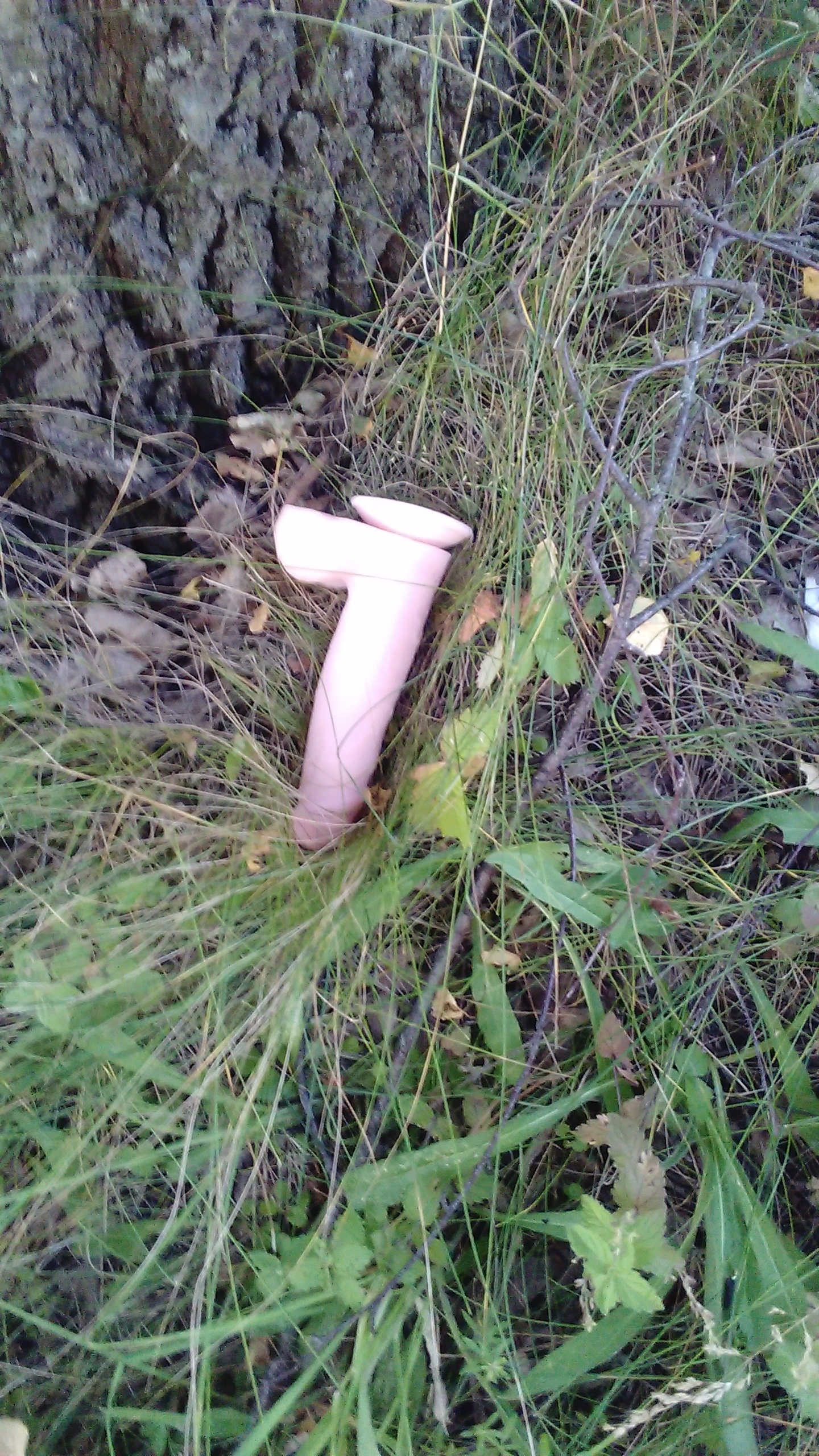 Picking mushrooms, when suddenly... - NSFW, My, Mushrooms, Penis, Forest