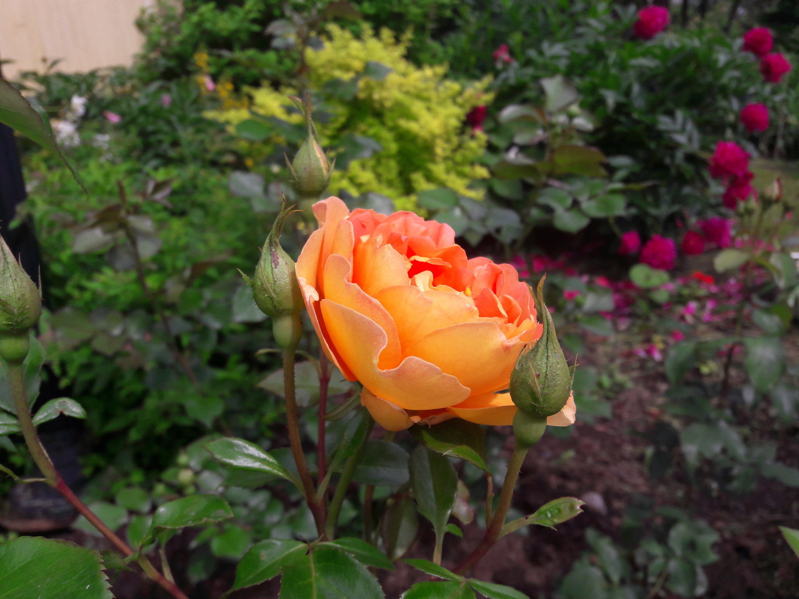 Красивее, чем в букете | Пикабу