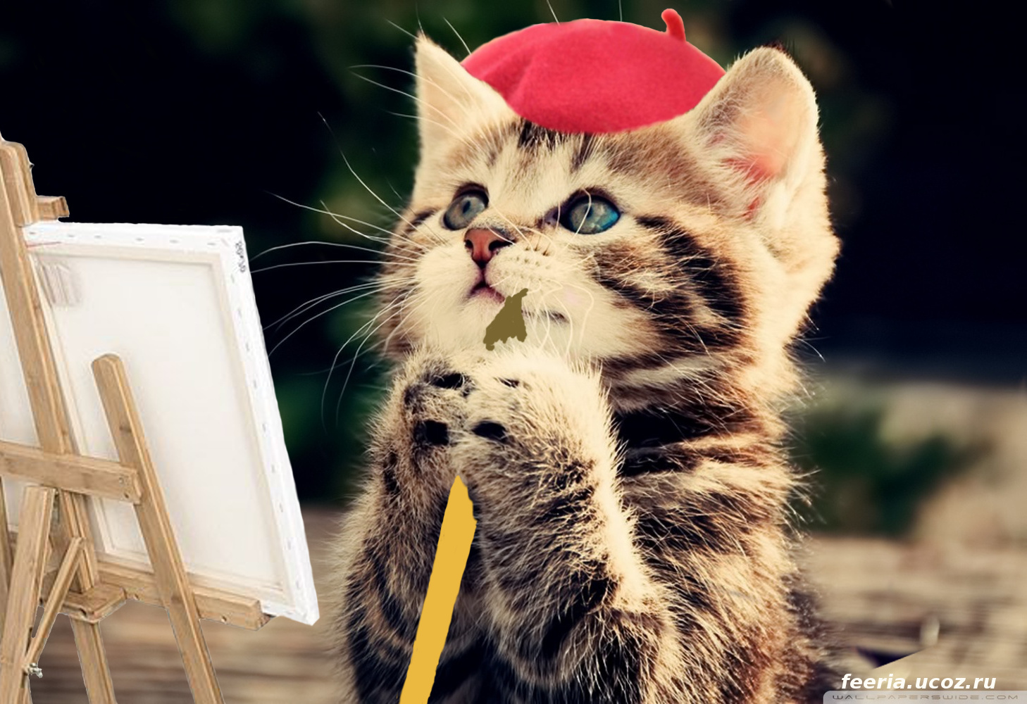Котография! | Пикабу