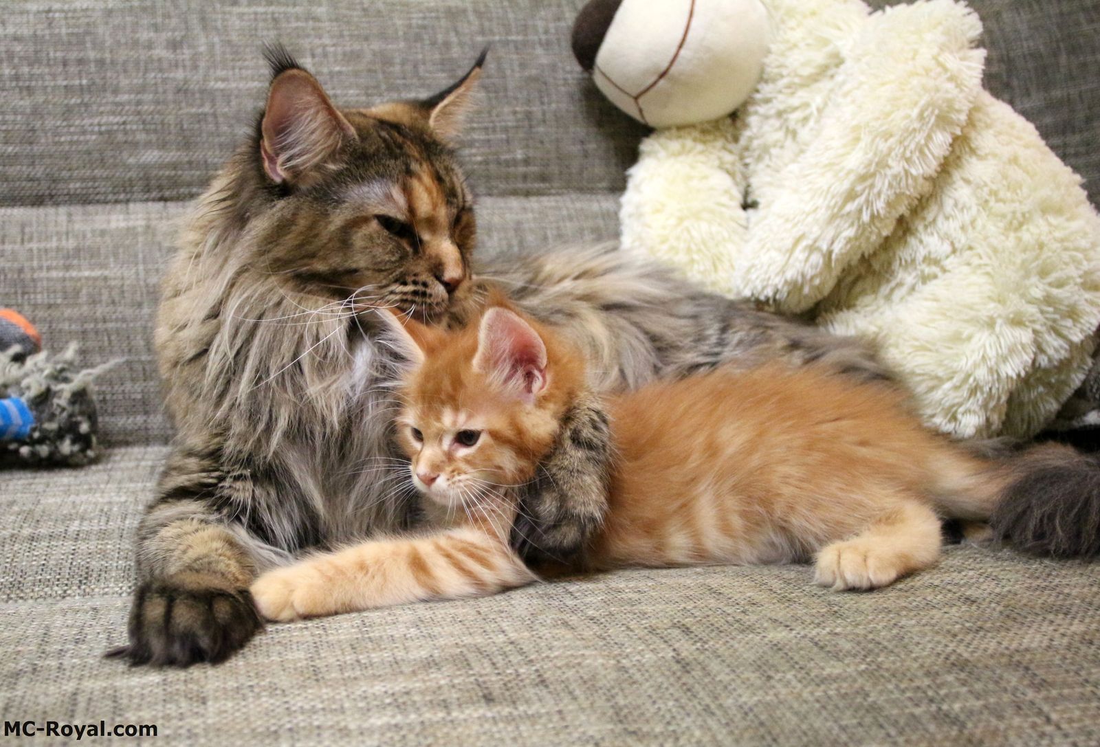 месть масамуне куна мама. мейн-кун. кошка породы мейн-кун. котята мейн куна. мейн кун серый.