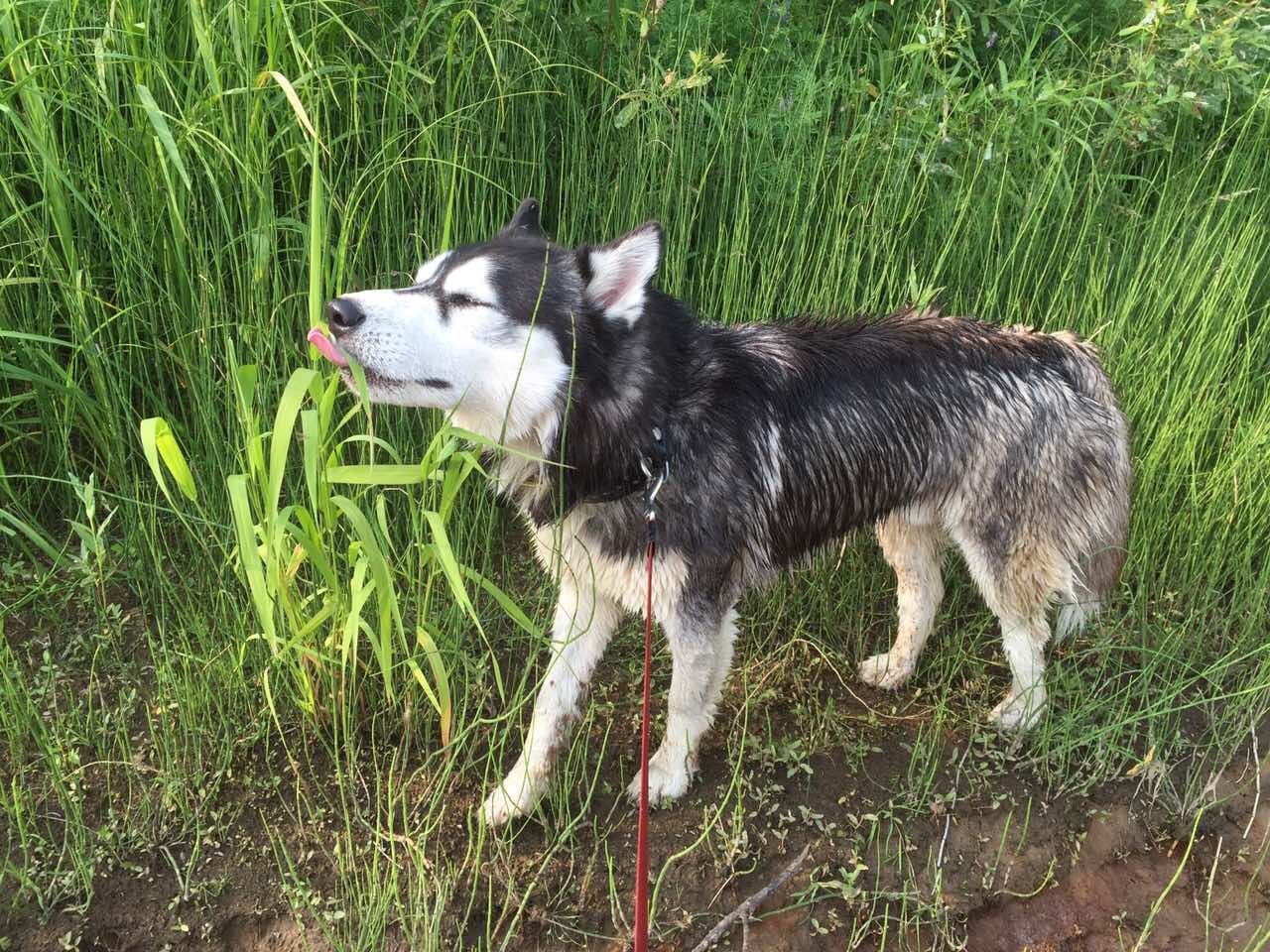 Lord, what a delicious blade of grass - My, Husky, Siberian Husky, Summer