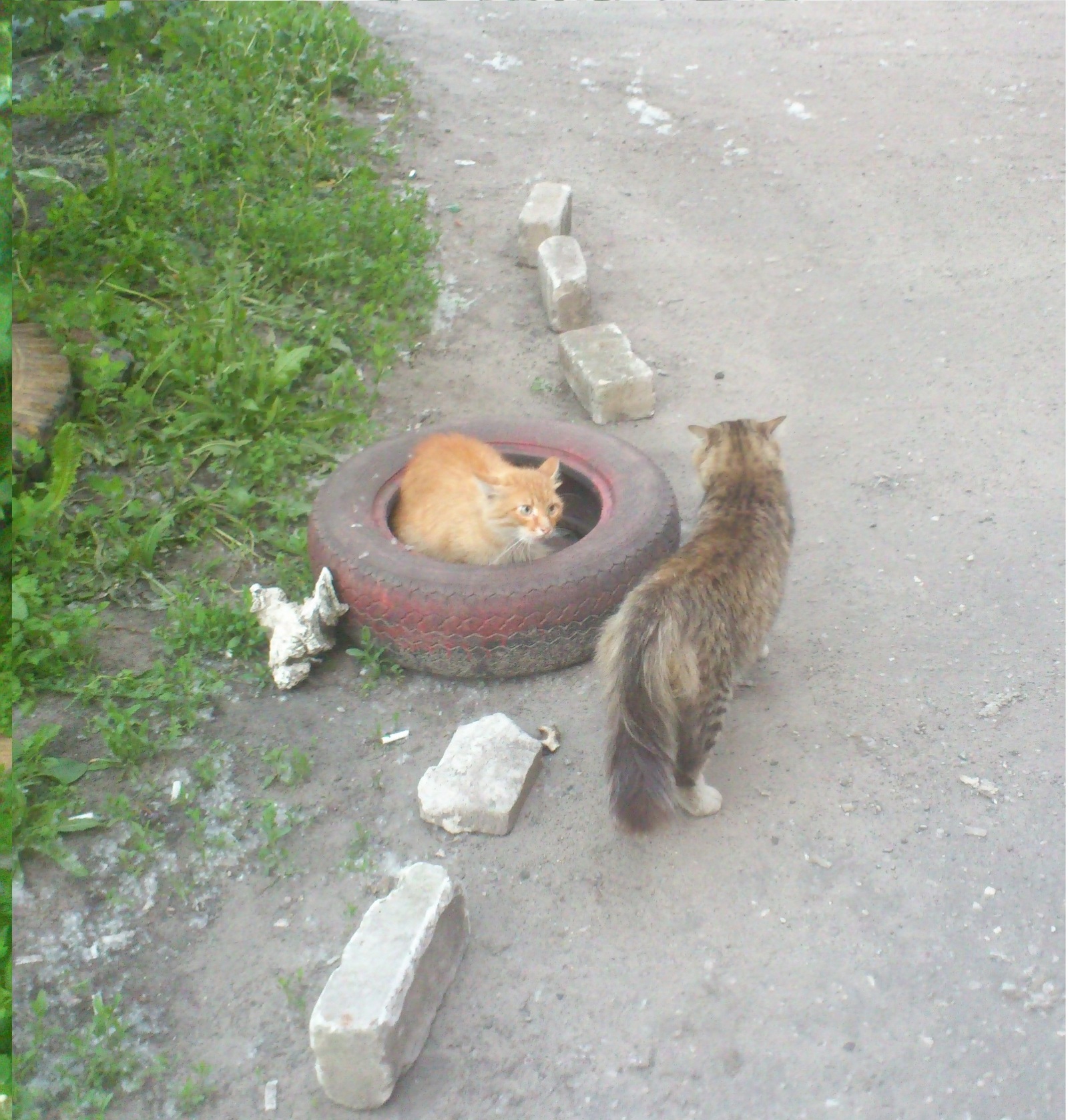 This is my ring! My charm! or Battle for the Wheel - My, Battle for the Wheel, cat, My darling, Колесо, Cat in Colks