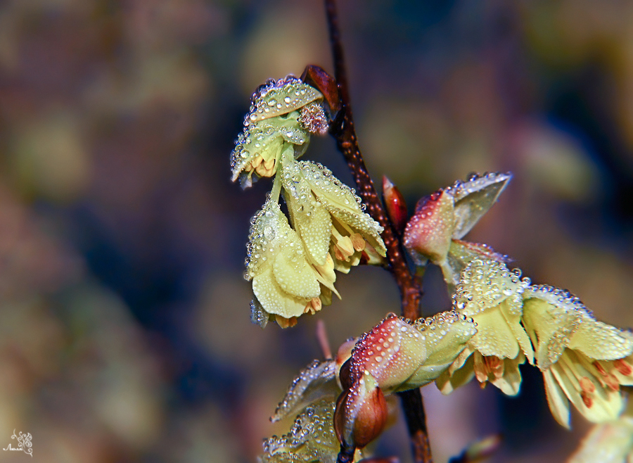 Wet - Wet, Droplet, The photo, Photo, Longpost