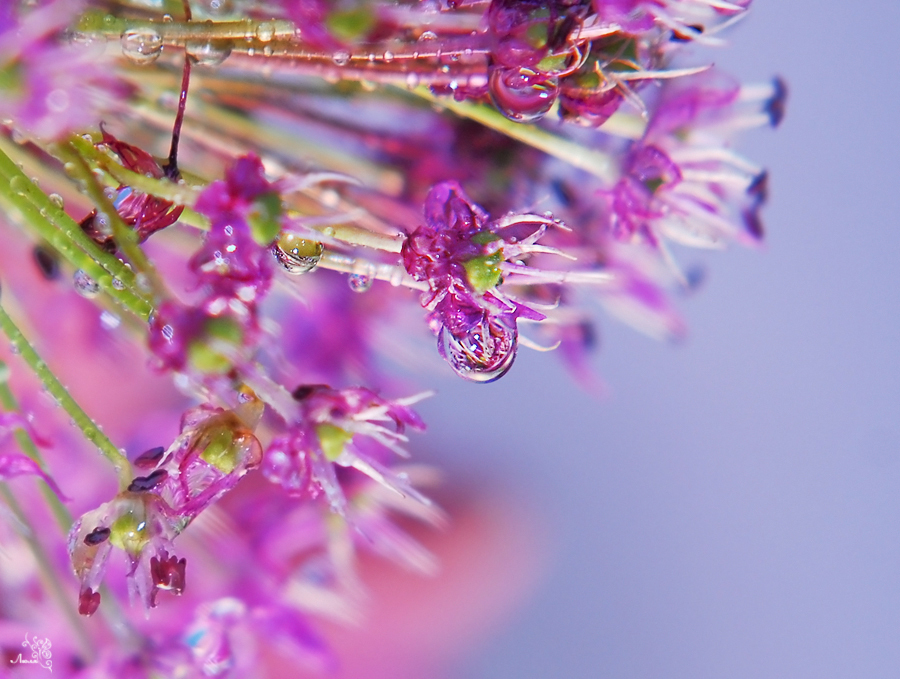 Wet - Wet, Droplet, The photo, Photo, Longpost