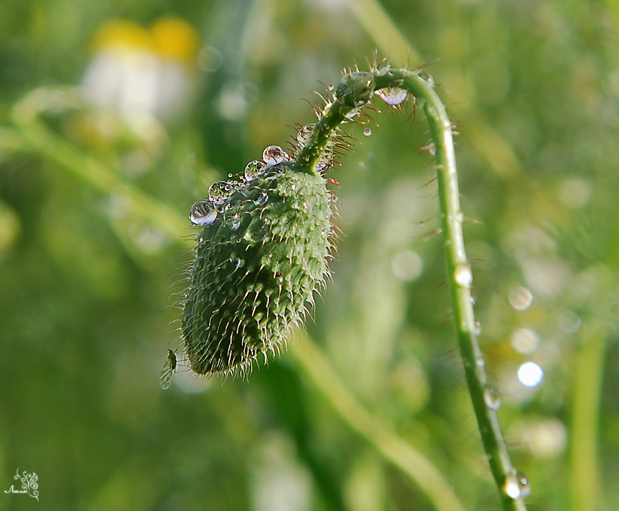 Wet - Wet, Droplet, The photo, Photo, Longpost