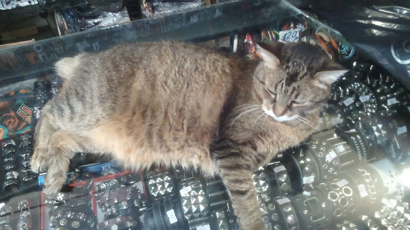 Brutal cat in a rock shop. 16 years old and without a tail. - My, Rock, cat, The Cat Brutalized