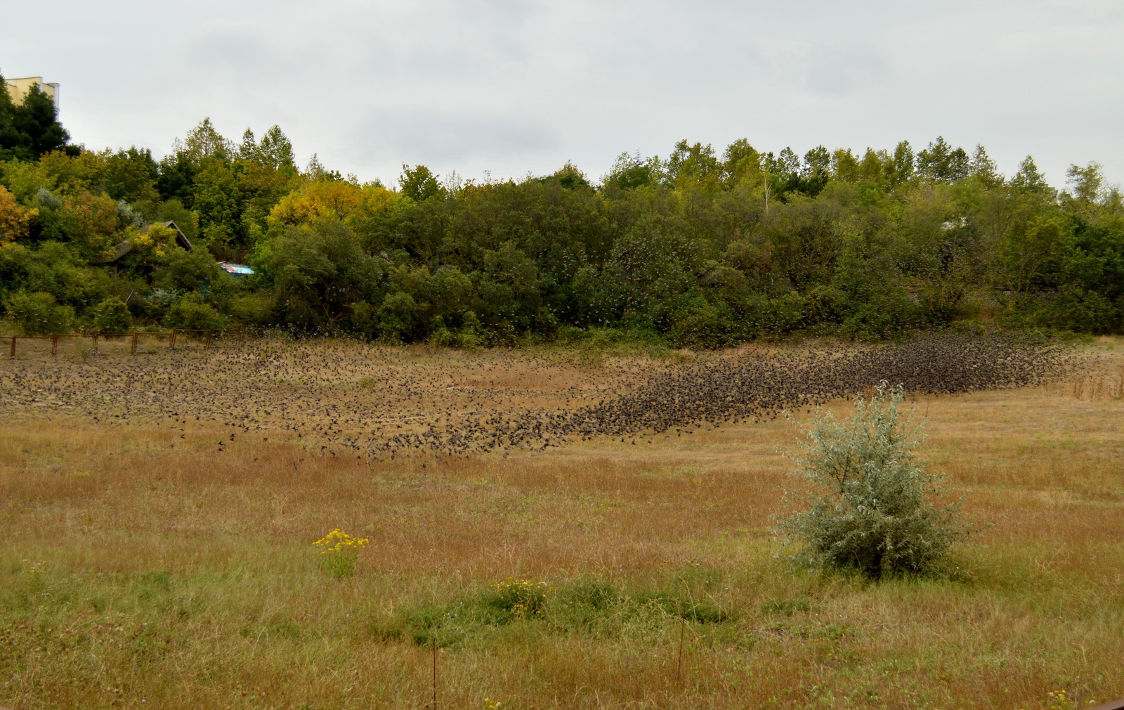 A few more starlings in your feed - My, Birds, Starling, Flock, The photo, My, Longpost