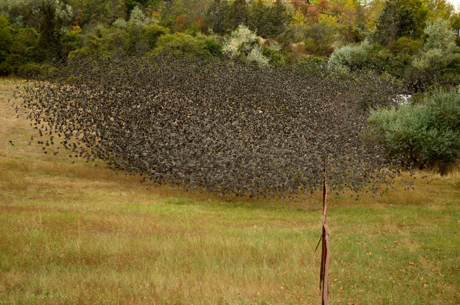 A few more starlings in your feed - My, Birds, Starling, Flock, The photo, My, Longpost