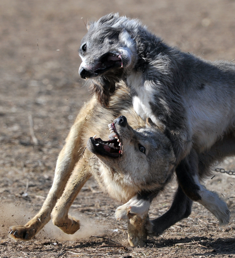 ирландский волкодав убивает волка