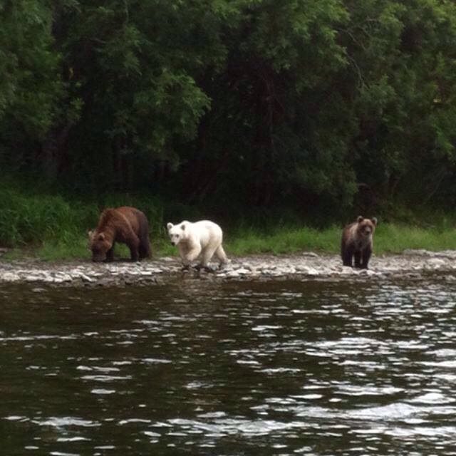 albino brown bear - Russia, Kamchatka, The Bears, Albino, Nature