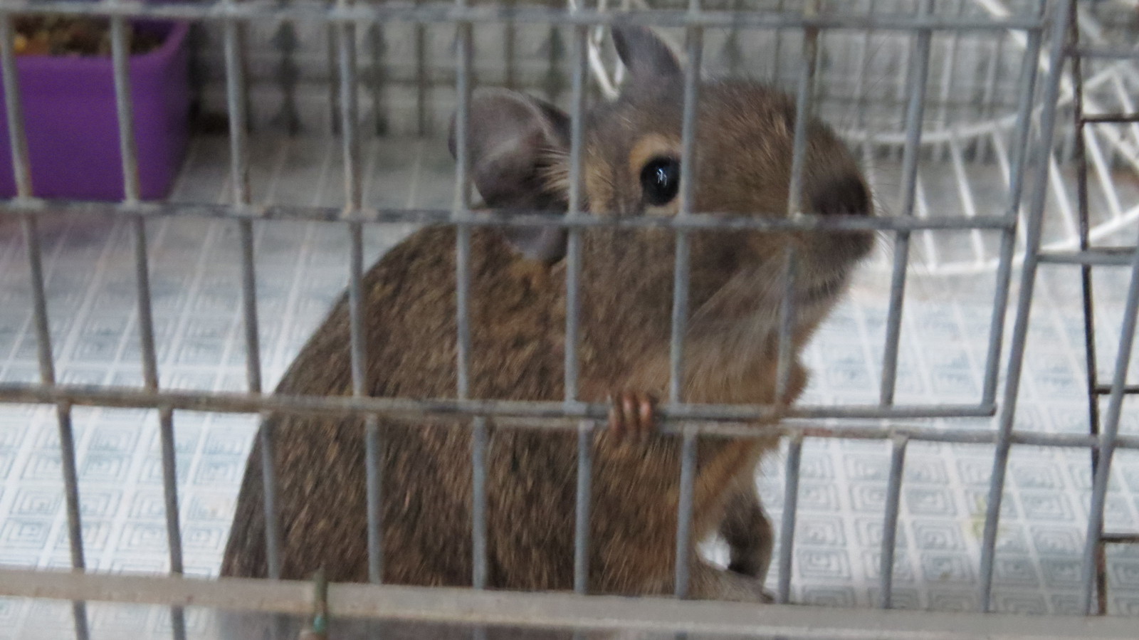 Дегу. | Пикабу