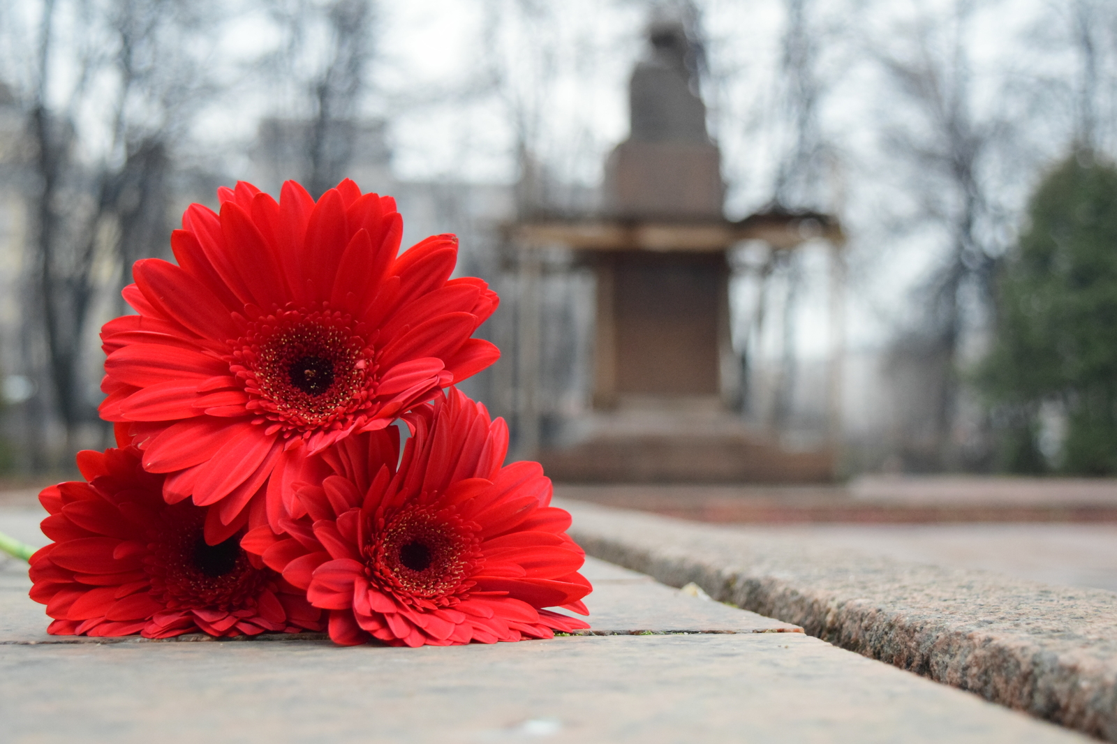 Gerberas - My, Nikon, Nikon d5300, 18-55 kit, Gerberas