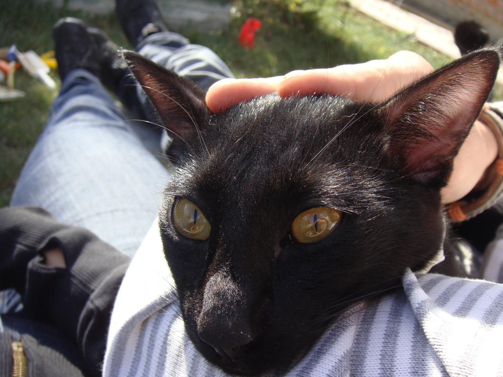 Lost cat. - My, Help, Animals, The missing, cat, Search, Istra, Longpost