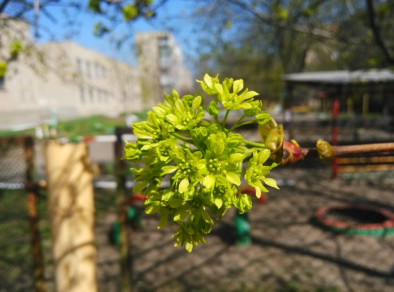 Spring with Xiaomi - My, Photo, Xiaomi, Spring