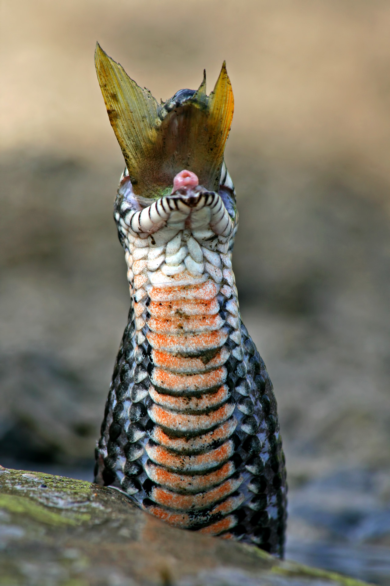 The merman is already finishing his meal. - Serpent, Nature, Food, A fish, Mining, The national geographic