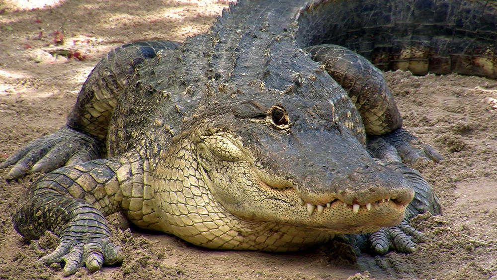 Alligator hunt launched in Florida - news, Longpost, Animals, Reptiles, Alligator, Hunting