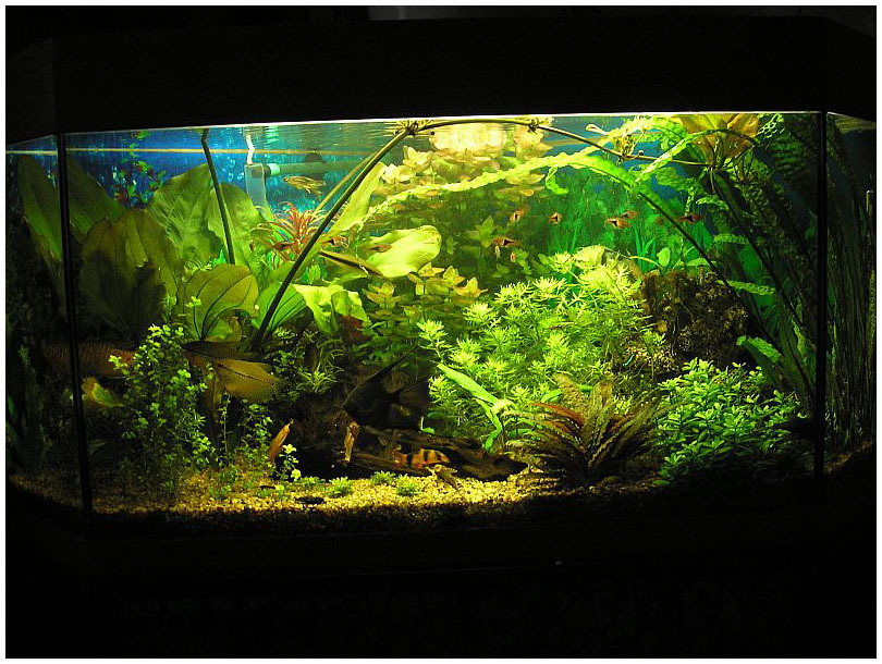 Aquarium - part 1: Choosing an aquarium - My, Aquarium, Aquarium, Aquarium fish, My, Beginning, Longpost