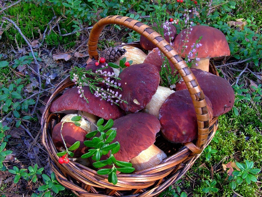 Mushroom time :) - Nature, Forest, Mushrooms