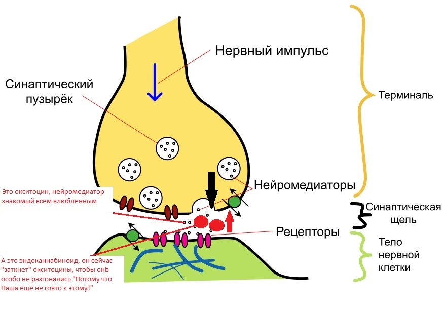 Одно Я, один мозг [4 попытка - Путь к сознанию или развитие мозга от плода до взрослой жизни] - Мозг, Психология, Развитие мозга, Дети, Трудные подростки, Нейробиология, Психика, Сознание, Длиннопост