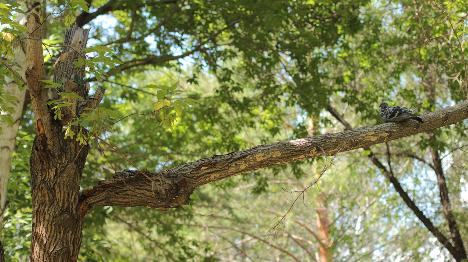 Severe Pavlodar pigeons - My, Pigeon, Tree, Pavlodar