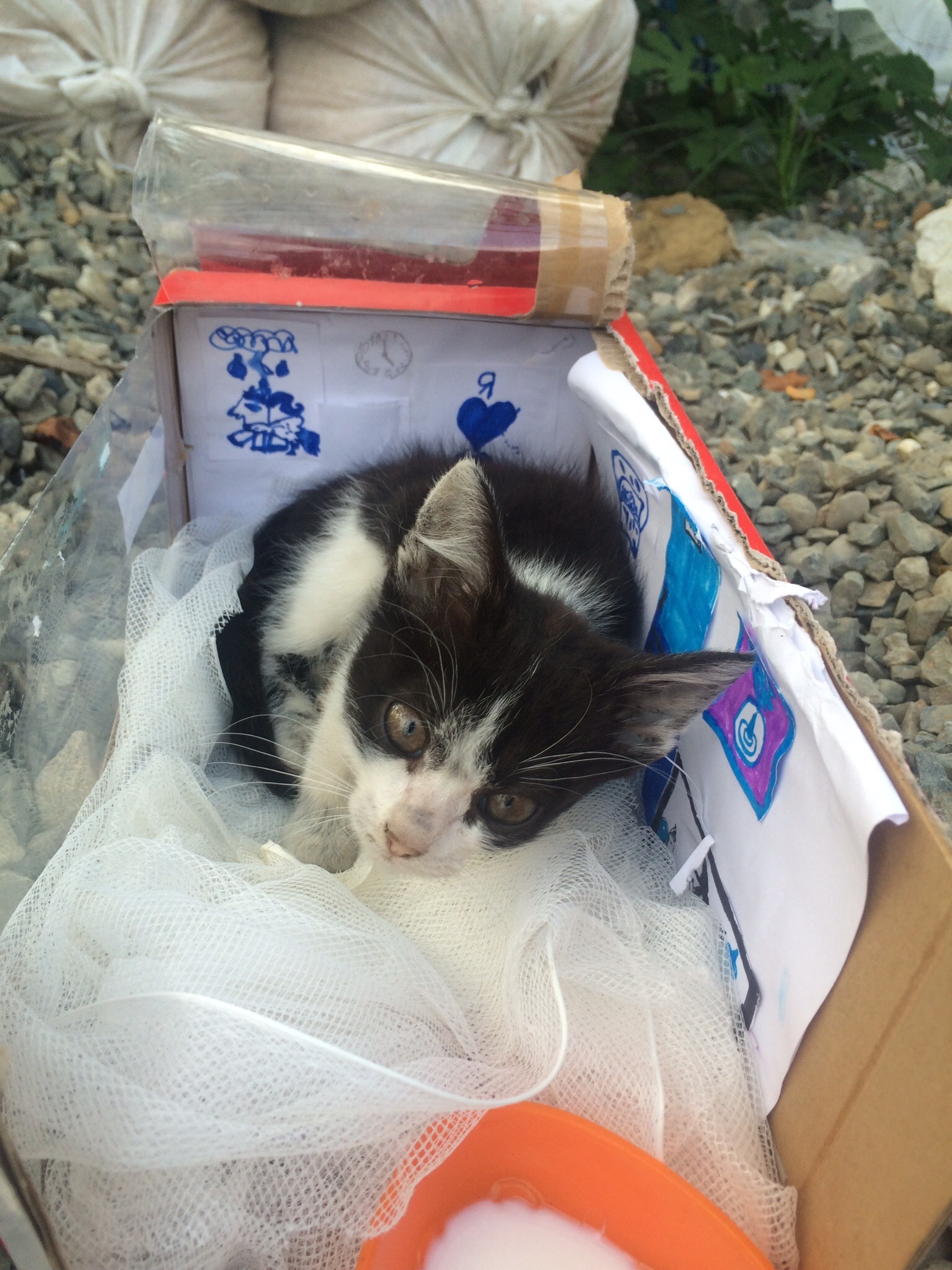 Help adopt a kitten! Sochi, Adler. - My, Help, cat, In good hands, Animals, Longpost