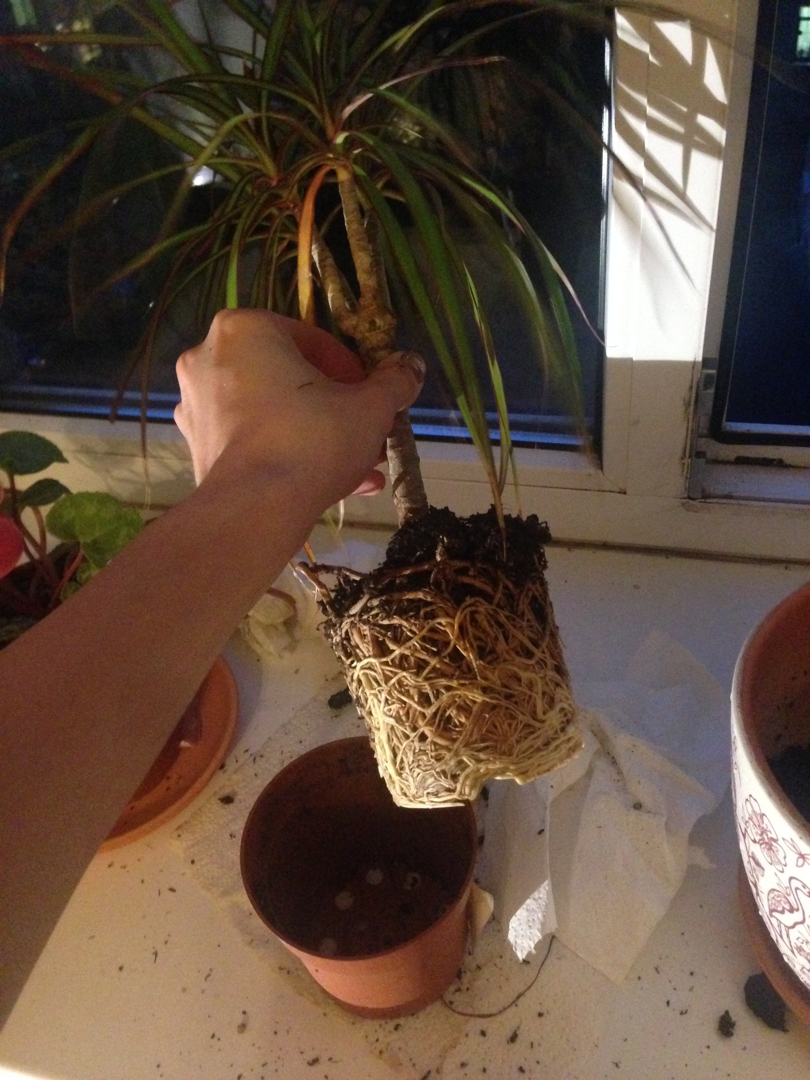 Decided to transplant - My, Houseplants, Dracaena, Roots, , Longpost