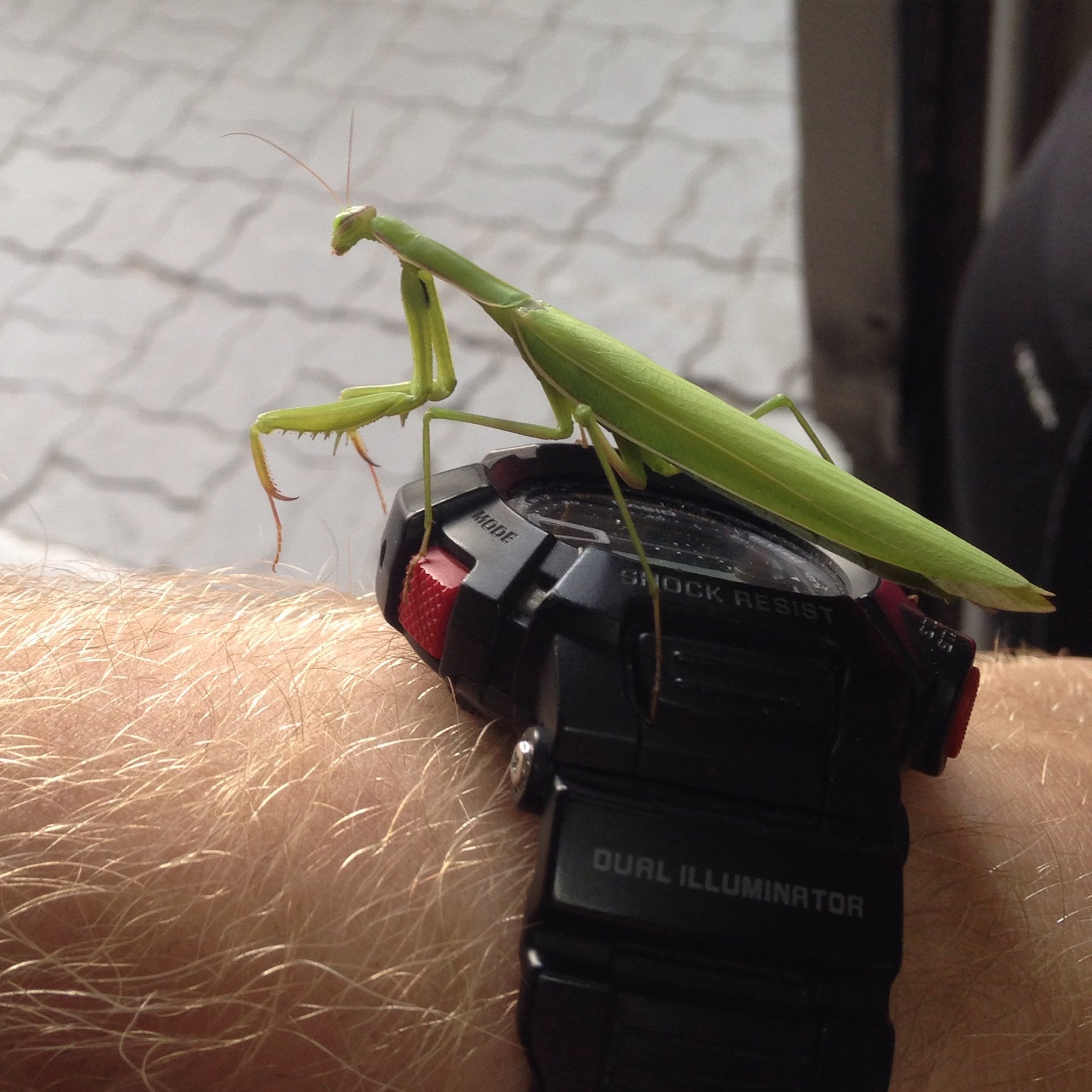 Here is such a nice sir waiting for me at the unloading gate: 3 - My, Milota, Nizhny Novgorod, Mantis, Insects