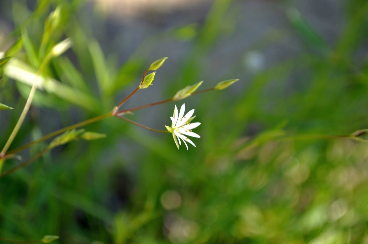 Summer in Khanty-Mansi Autonomous Okrug - My, Nature, Berries, Forest, KhMAO, Photo, Longpost