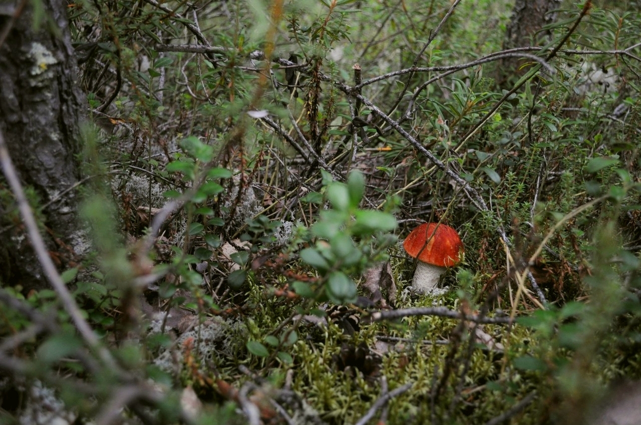 Summer in Khanty-Mansi Autonomous Okrug - My, Nature, Berries, Forest, KhMAO, Photo, Longpost