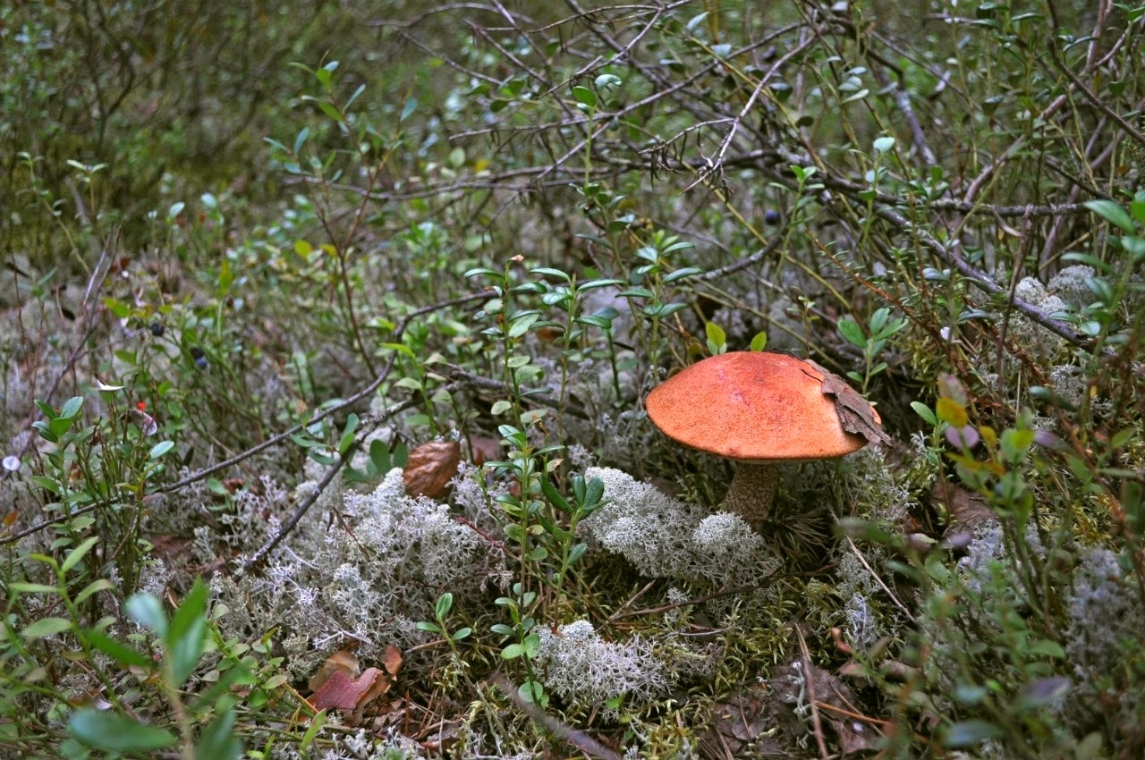 Summer in Khanty-Mansi Autonomous Okrug - My, Nature, Berries, Forest, KhMAO, Photo, Longpost