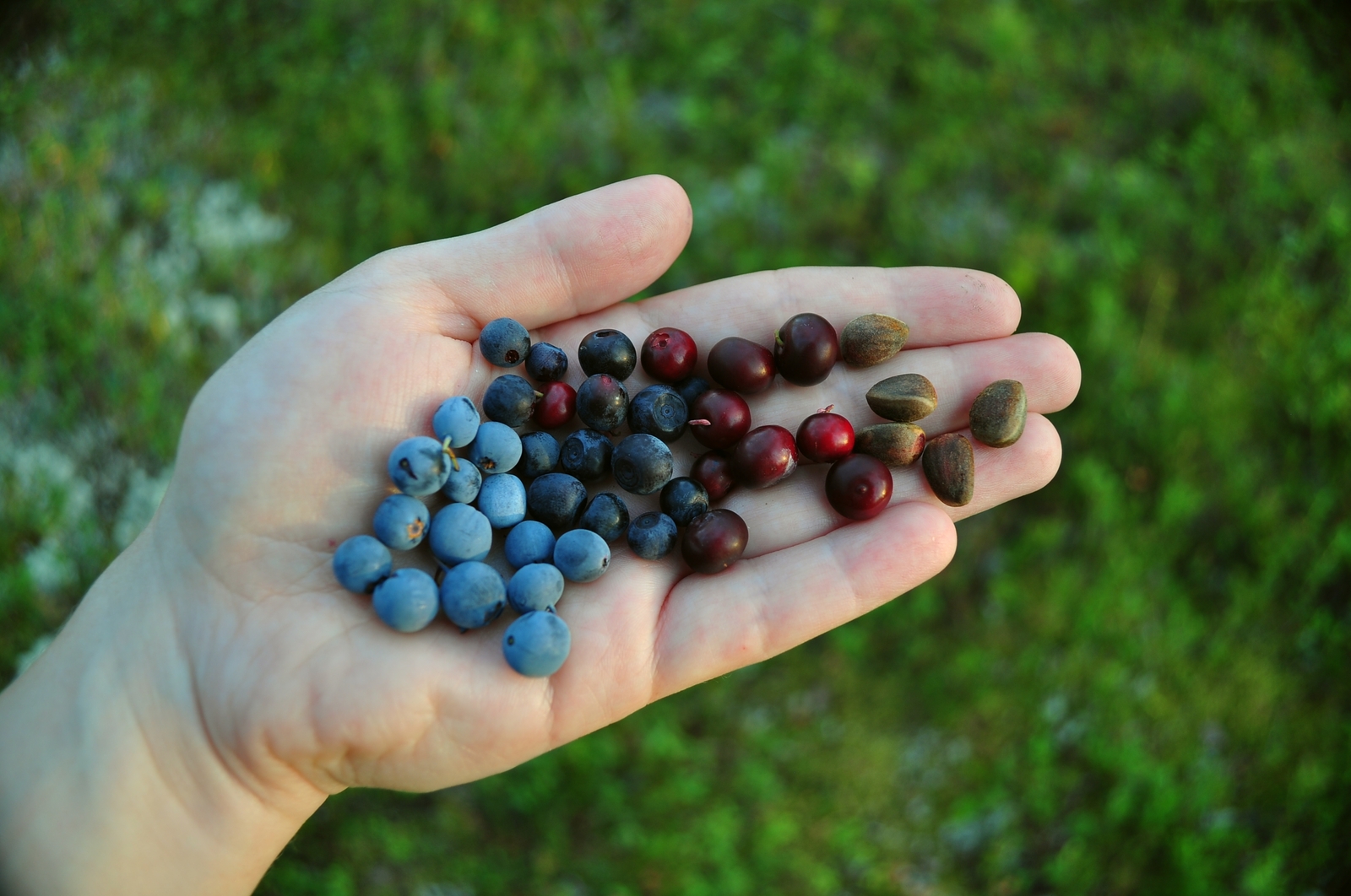 Summer in Khanty-Mansi Autonomous Okrug - My, Nature, Berries, Forest, KhMAO, Photo, Longpost