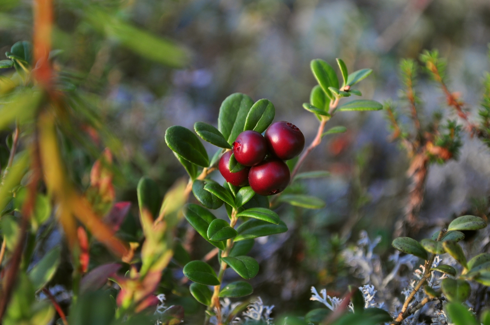 Summer in Khanty-Mansi Autonomous Okrug - My, Nature, Berries, Forest, KhMAO, Photo, Longpost